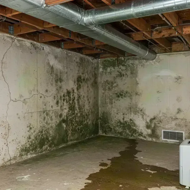 Professional Mold Removal in Anton, TX